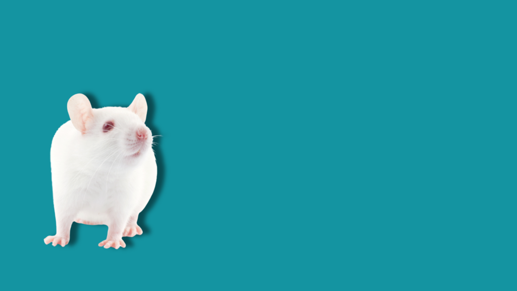 topo bianco su sfondo uniforme