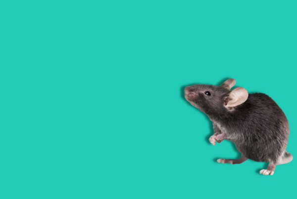 topo su sfondo uniforme