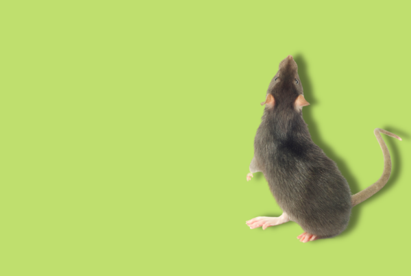 topo in piedi su sfondo verde acido uniforme