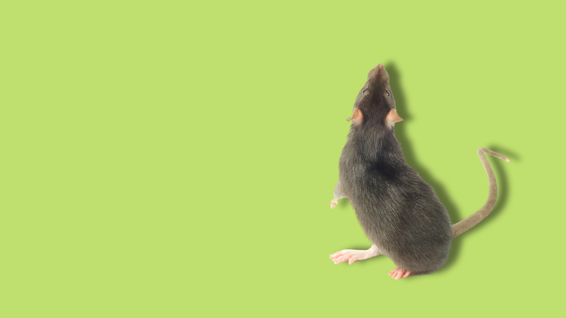 Protezione degli animali da laboratorio: come funziona negli USA?