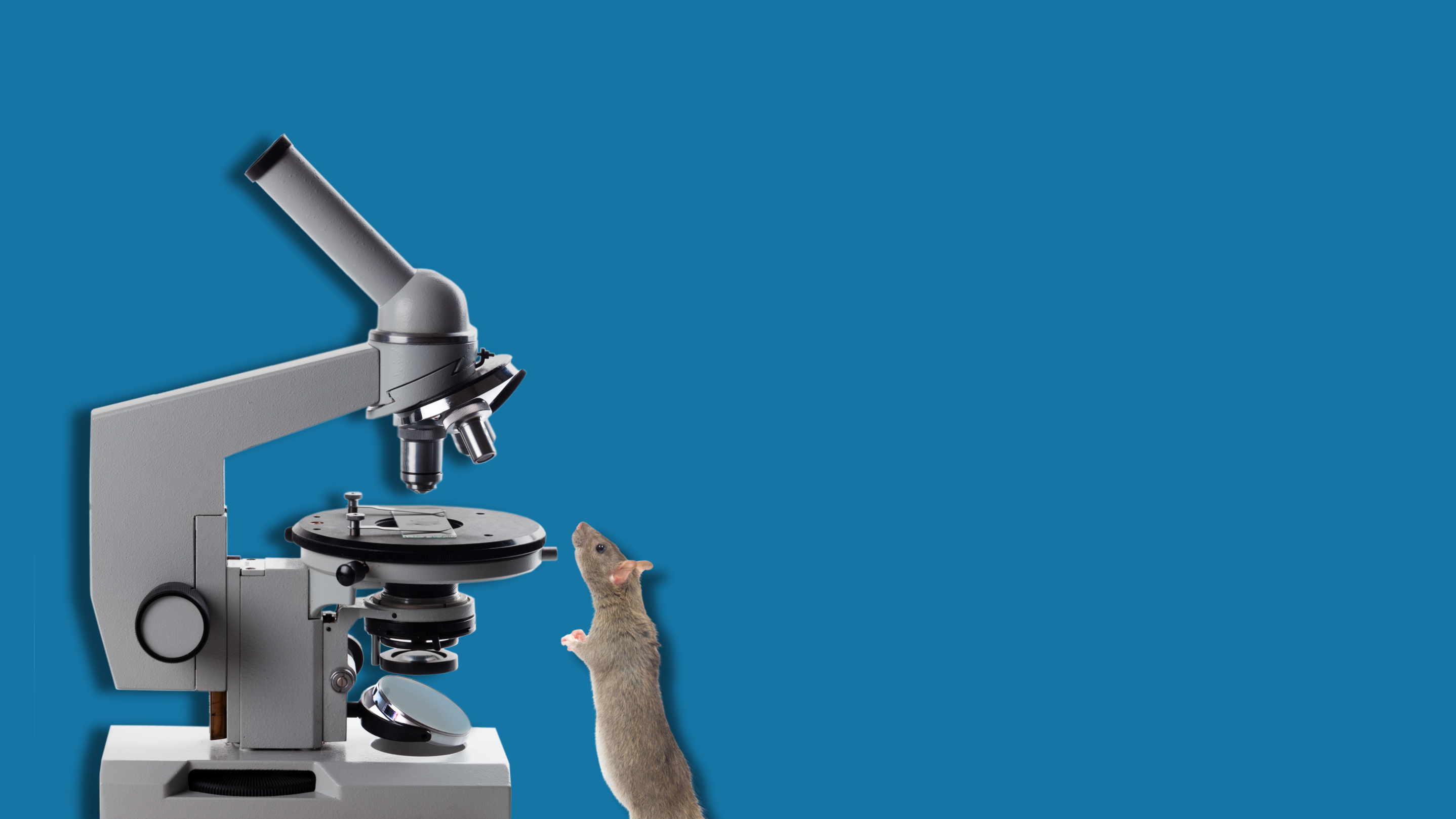 Come si autorizza una ricerca che richiede l’uso di animali