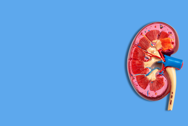 modello di rene in plastica