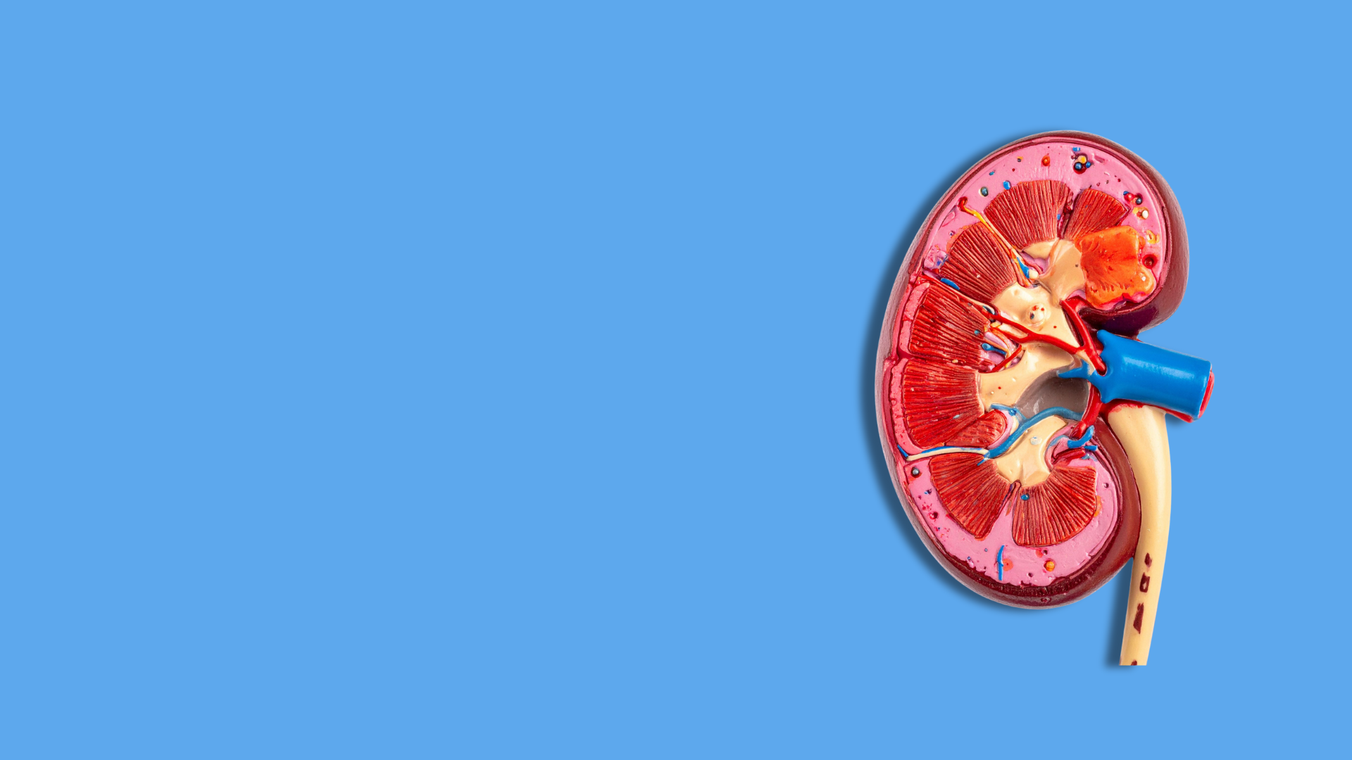 Un assembloide che funziona (quasi) come un organo