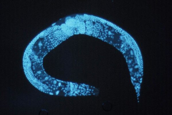 C. elegans