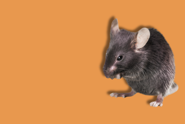 controllo animali da laboratorio: topo su sfondo arancione