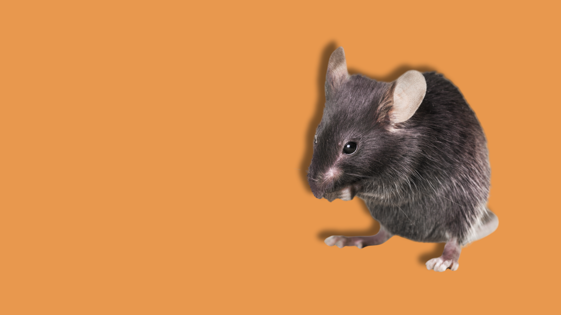 Ambiente, genetica, salute: i controlli per gli animali da laboratorio