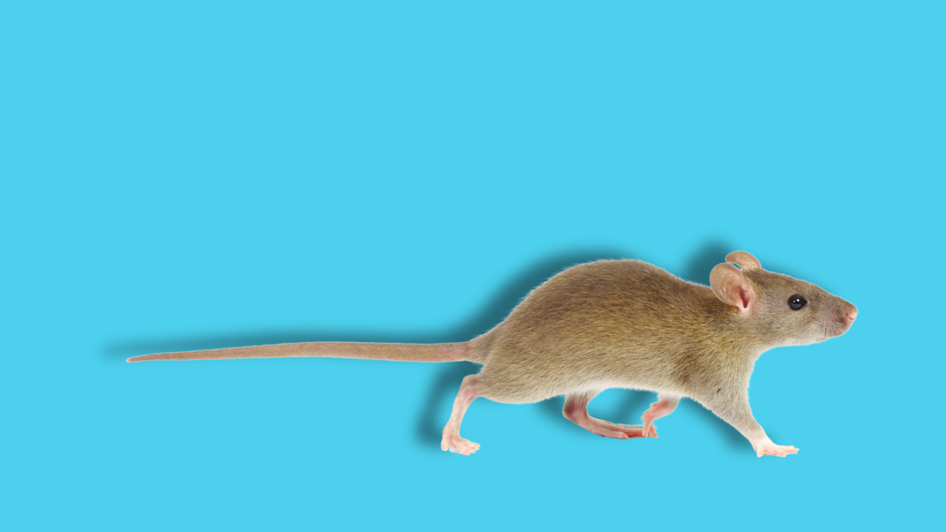 I dibattiti aperti sulla sperimentazione animale: reintroduzione e reinserimento