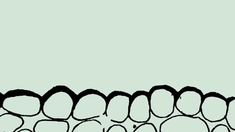 organoidi liquido amniotico