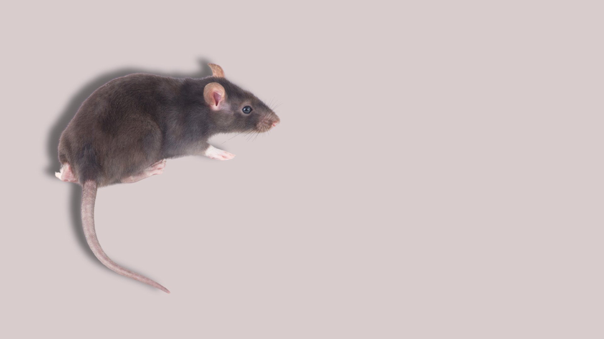 Riconoscere dolore e sofferenza negli animali da laboratorio