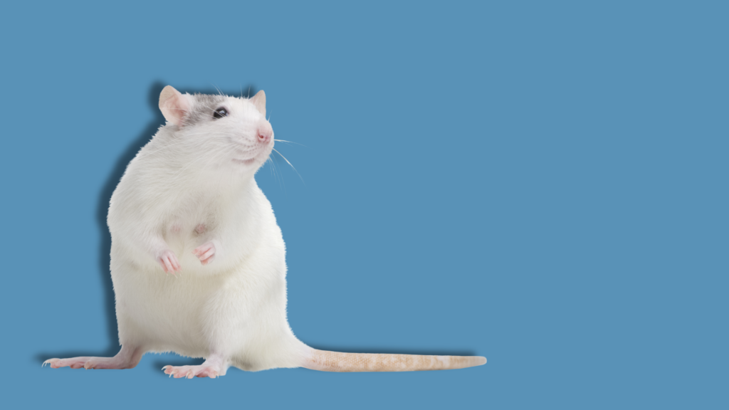 ratto su sfondo azzurro