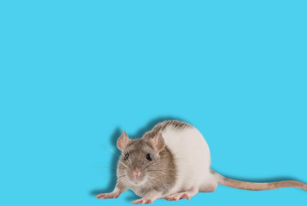 topo su sfondo azzurro uniforme