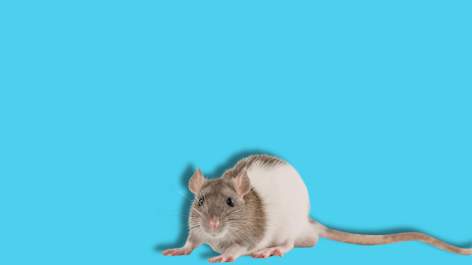 Sperimentazione animale in UE: numeri, specie e provenienza per il 2023