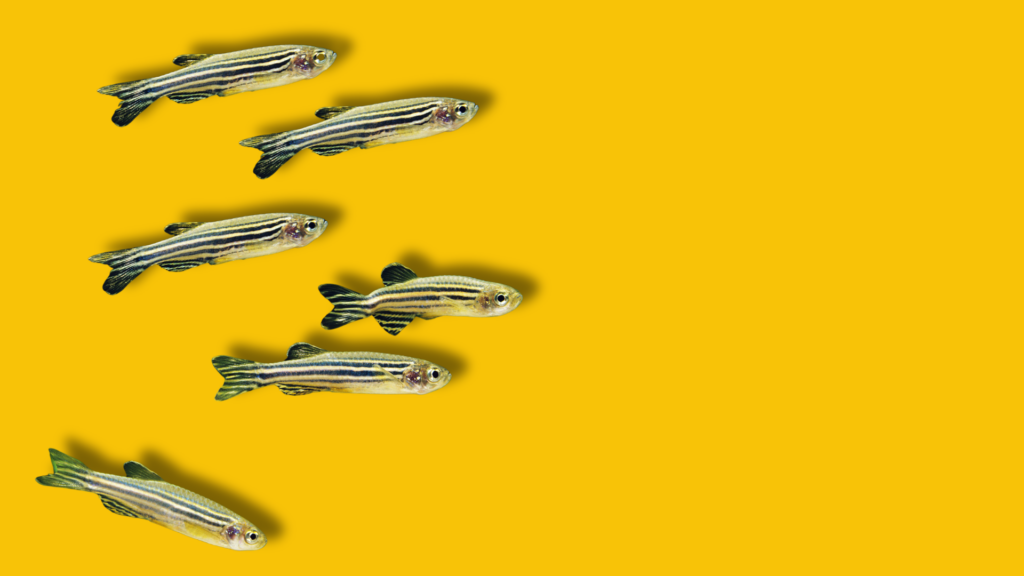 zebrafish su sfondo giallo uniforme