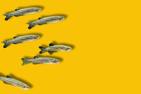 zebrafish su sfondo giallo uniforme
