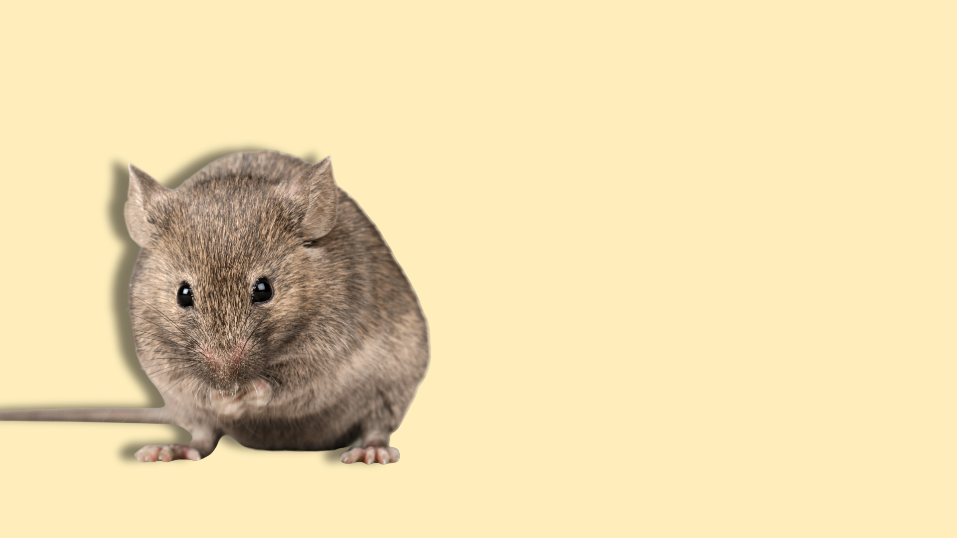 Medicina di genere e sperimentazione animale: cosa insegna il dolore intestinale