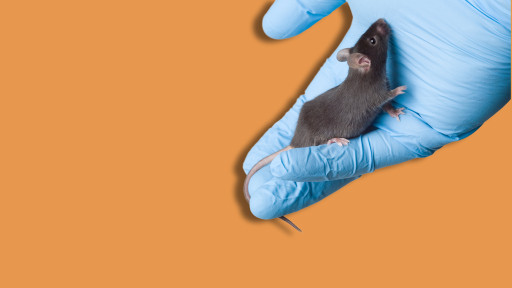 una mano con guanto da laboratorio che tiene un topo su sfondo arancione