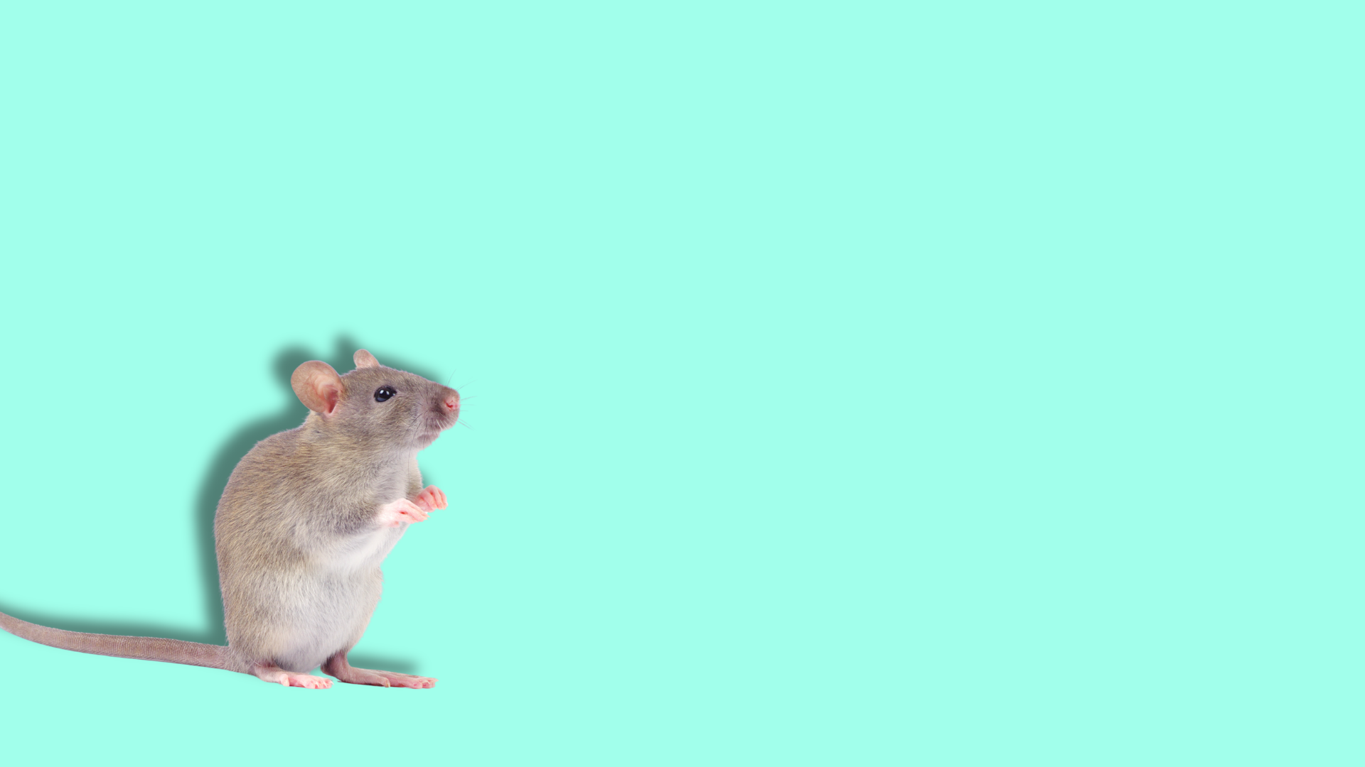 Come agiscono a livello cerebrale gli agonisti GLP-1