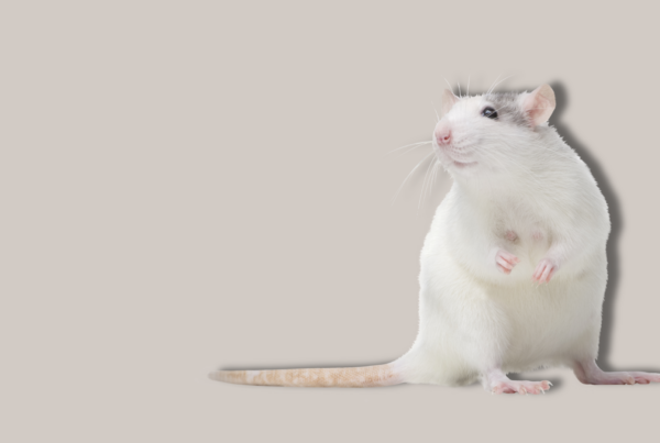 ratto su sfondo uniforme