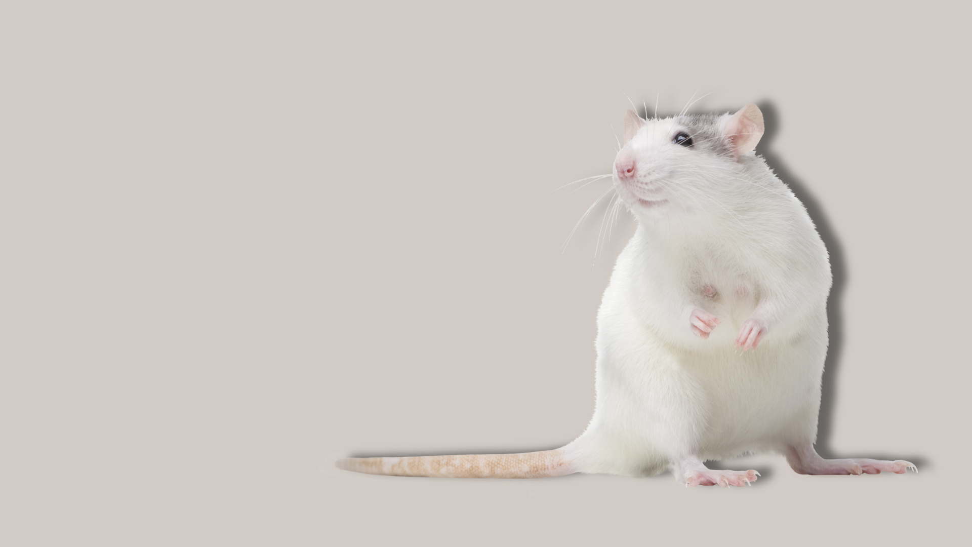Perché è importante riconoscere il dolore negli animali da laboratorio