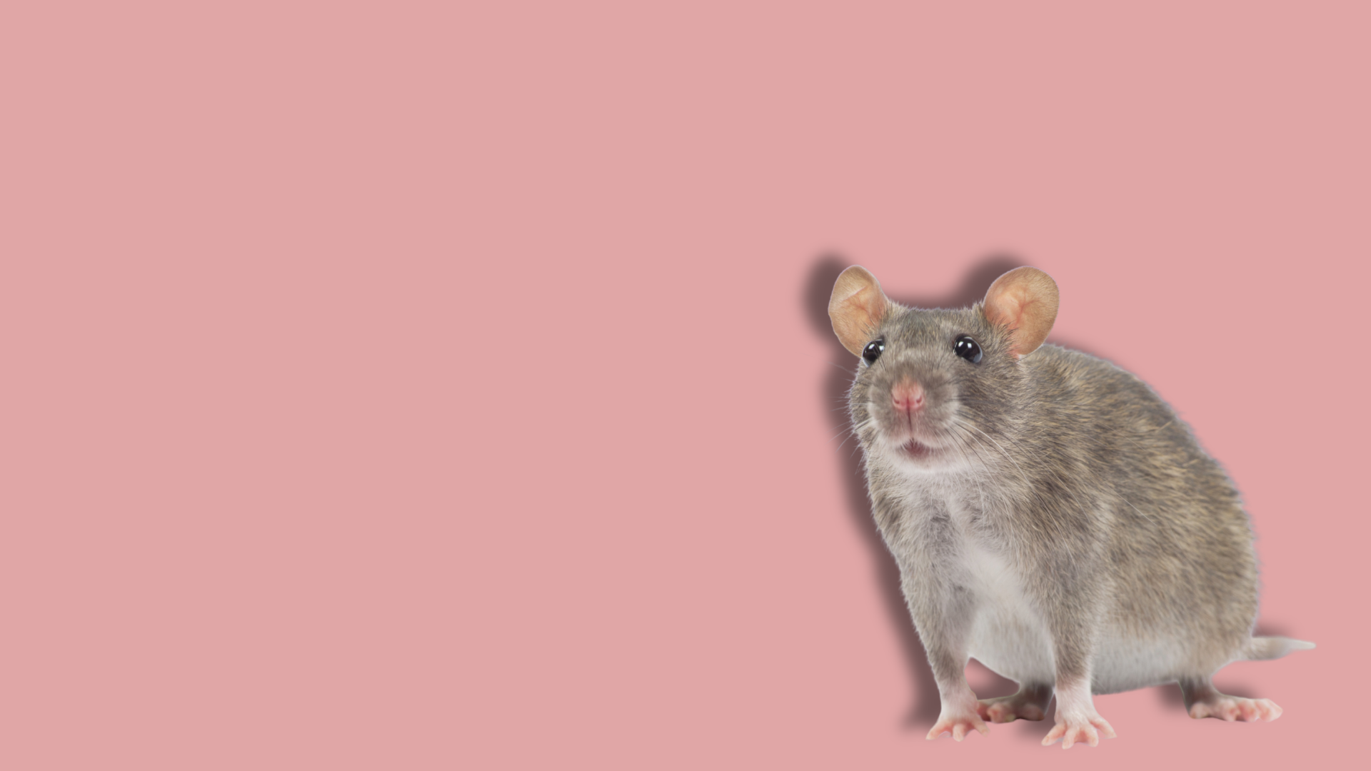 L’impegno dell’UE per ridurre la sperimentazione animale