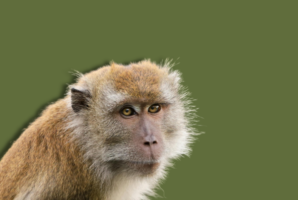 macaco su sfondo verde uniforme