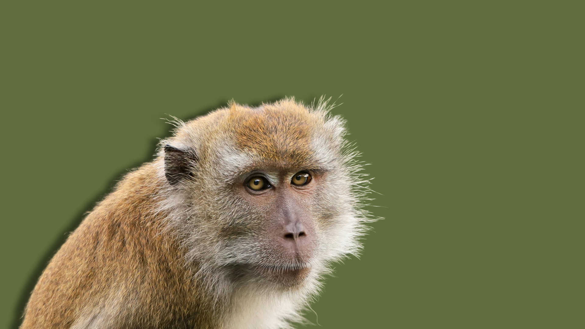 Il senso del ritmo del macaco