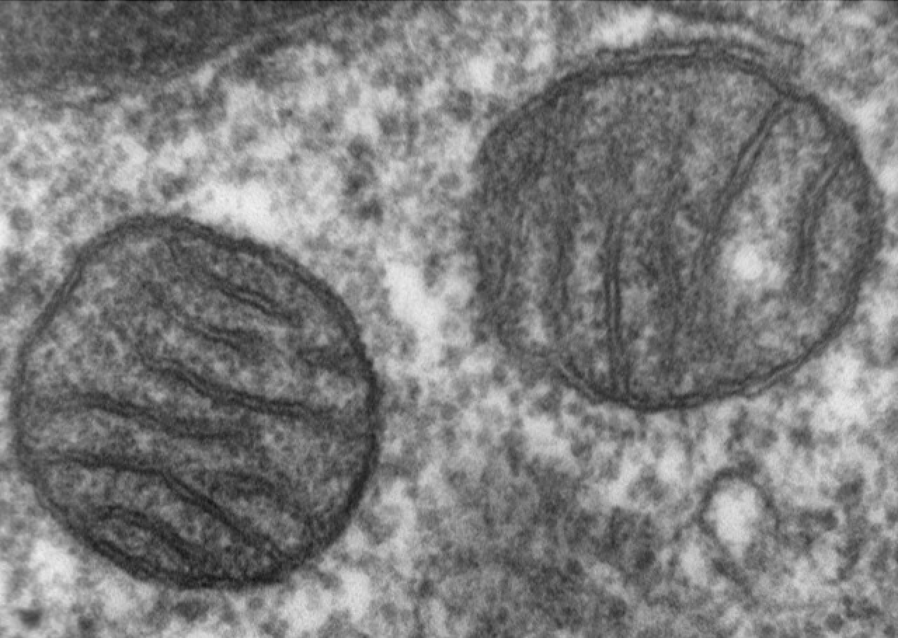 Al via la Settimana mondiale delle malattie mitocondriali