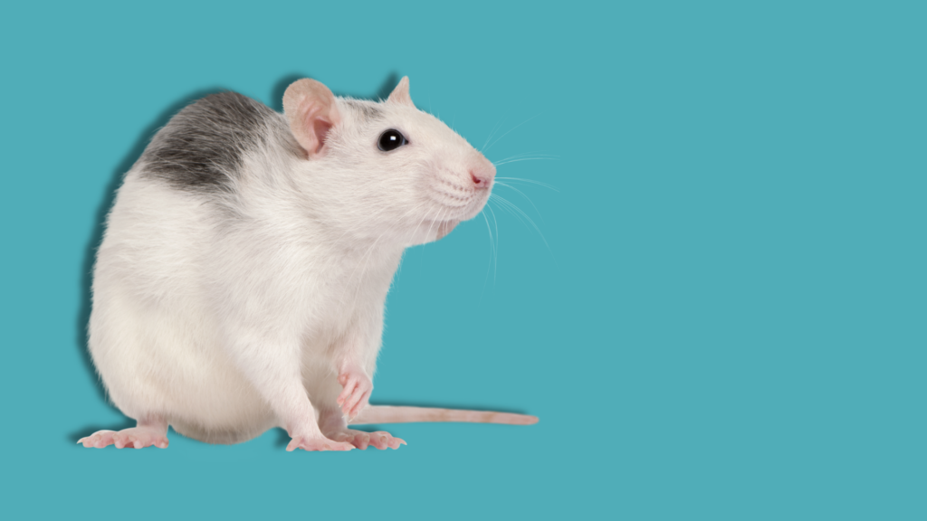 ratto su sfondo uniforme