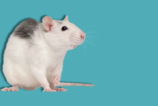 ratto su sfondo uniforme