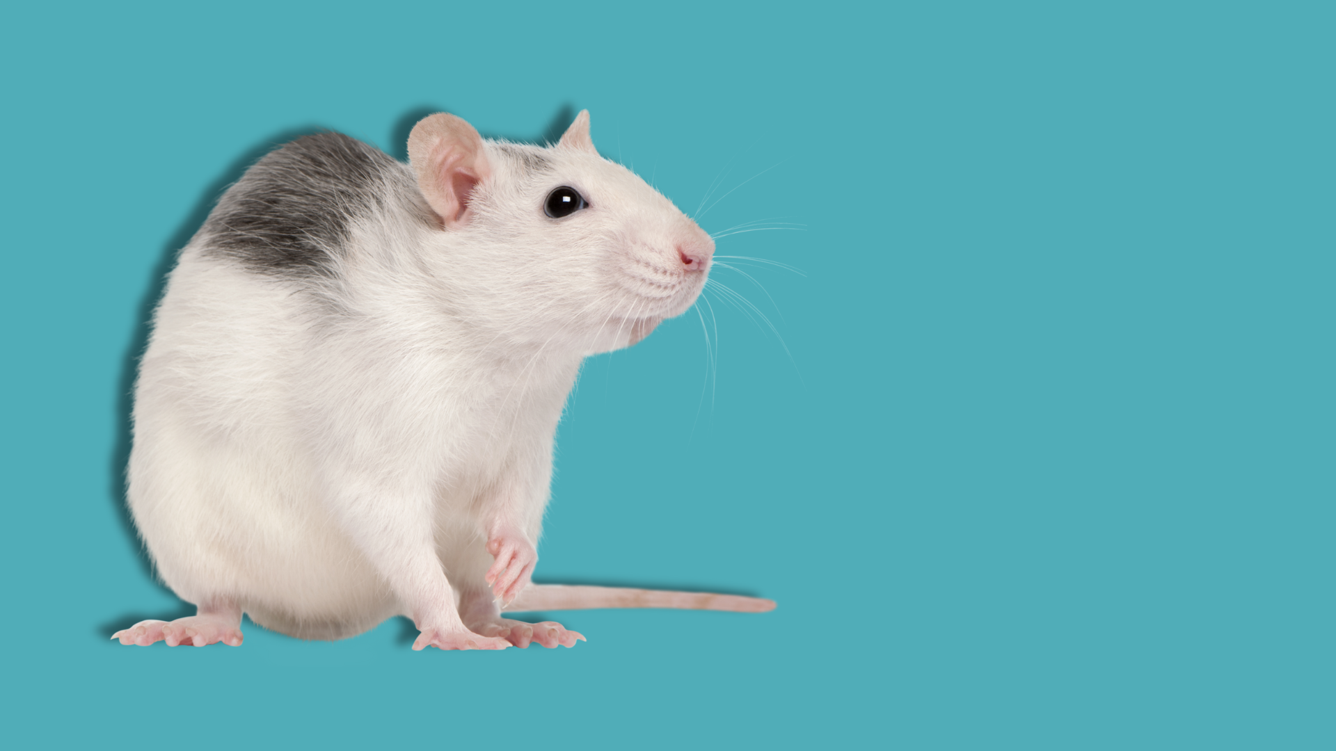 Gli animali per studiare i disturbi alimentari: focus sull’anoressia