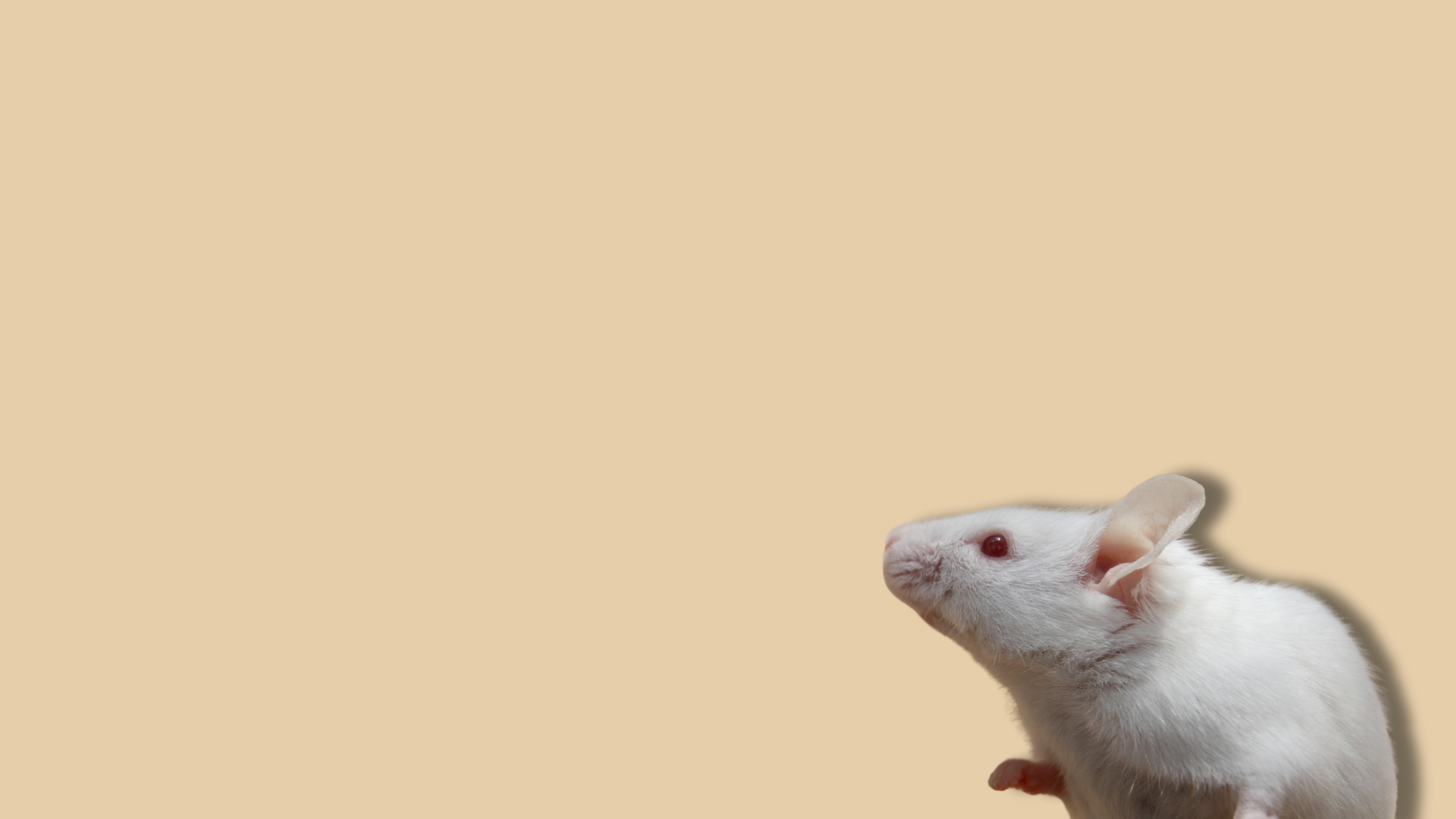 Sperimentazione animale, la mozione del CNBBSV per il corretto recepimento della Direttiva EU