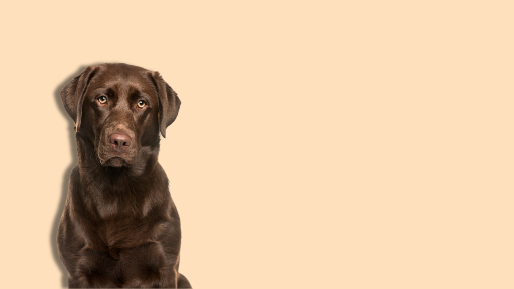 Un labrador chocolate