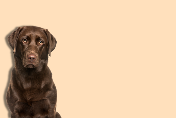 Un labrador chocolate