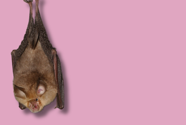 pipistrello con sfondo uniforme rosa