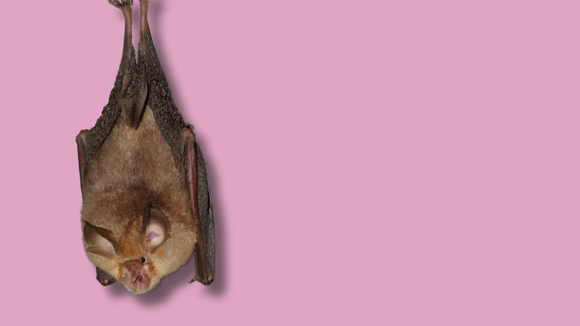 Organoidi di pipistrello: un nuovo modello per studiare i virus zoonotici
