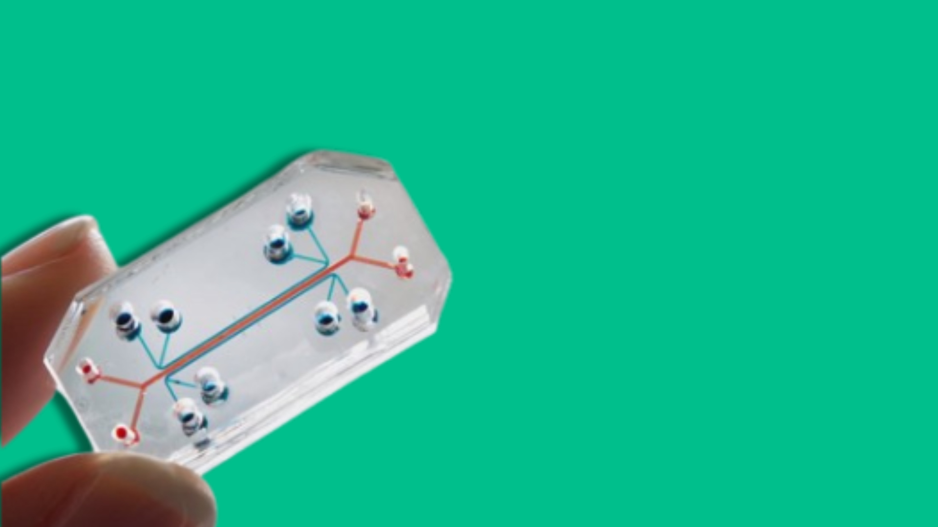 Di cosa parliamo quando parliamo di organ-on-a-chip