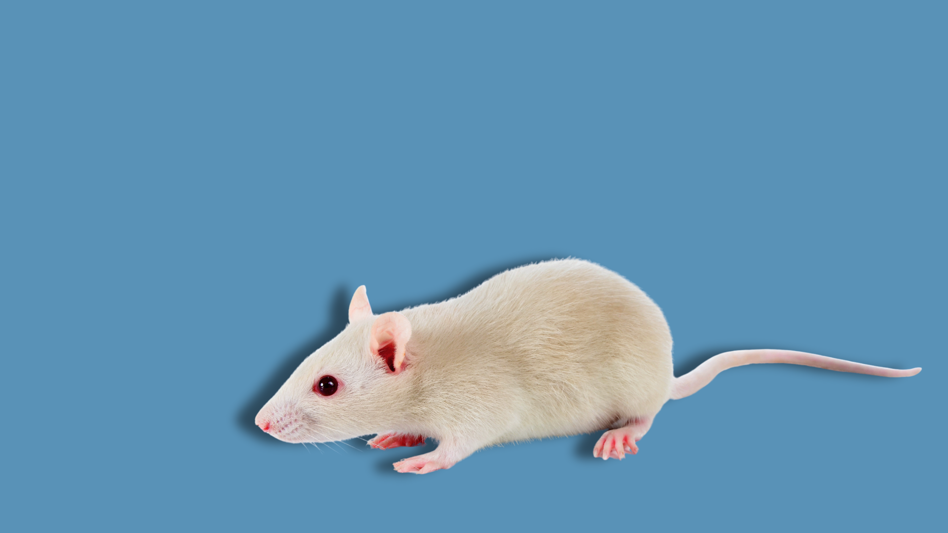 Un farmaco per le forme genetiche di Parkinson: lo studio nei topi