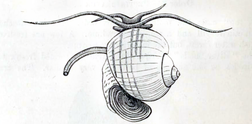 Pomacea canaliculata