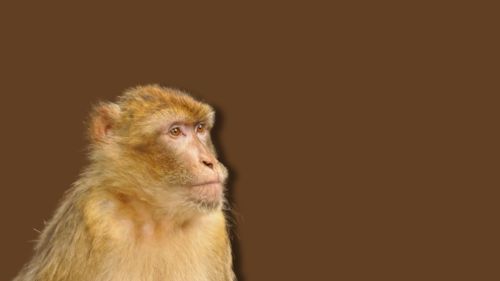 macaco su sfondo uniforme