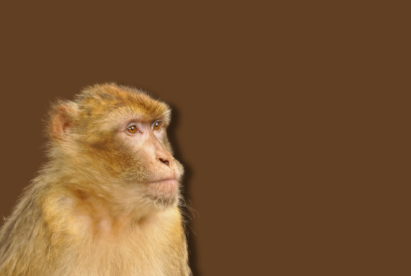 macaco su sfondo uniforme