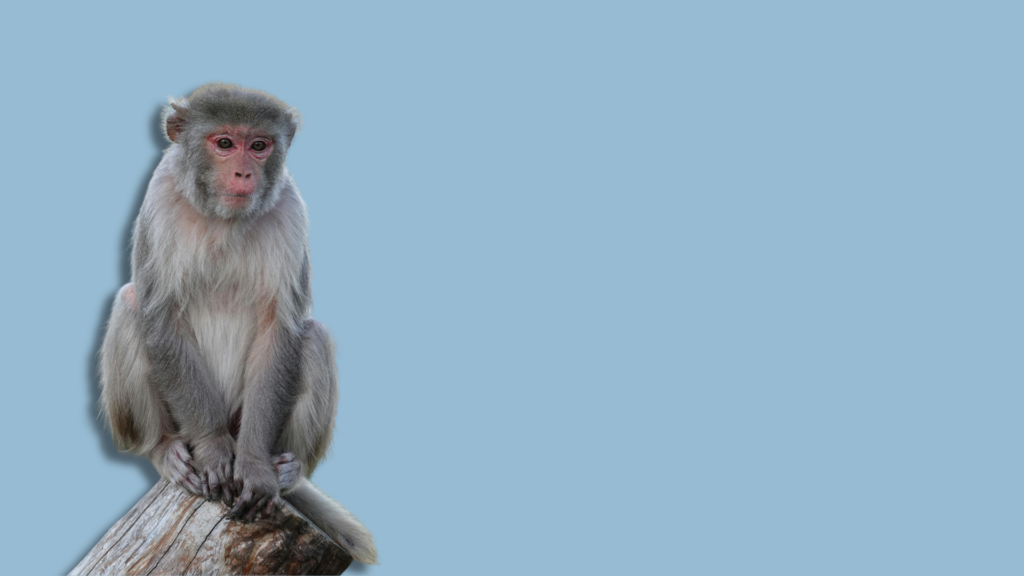 macaco su tronco con sfondo azzurro