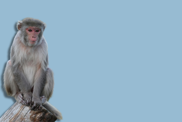 macaco su tronco con sfondo azzurro