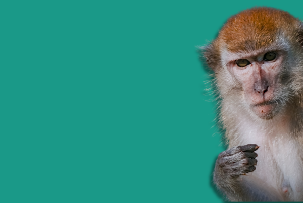 macaco su sfondo uniforme