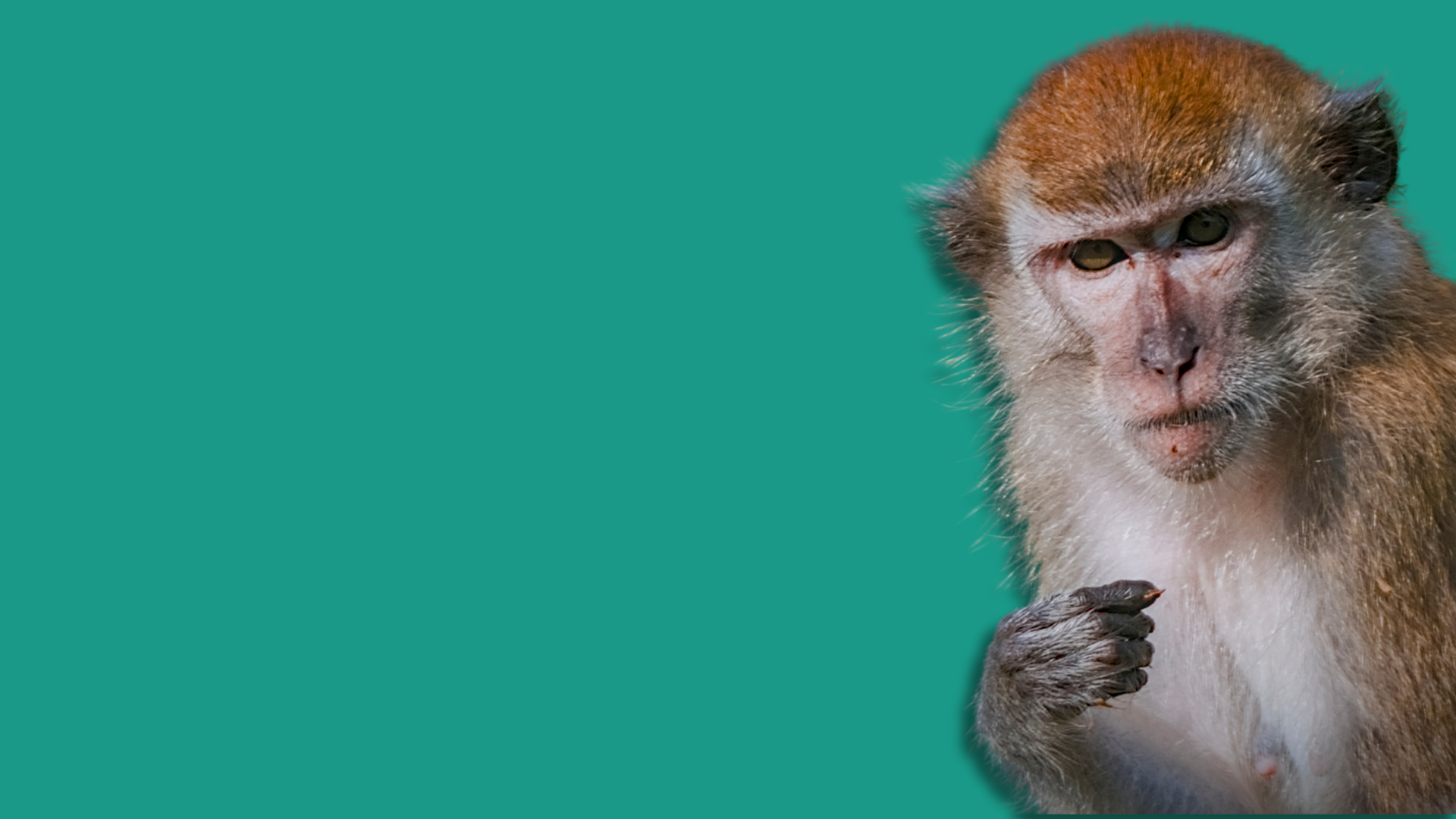 È possibile una ricerca senza primati?