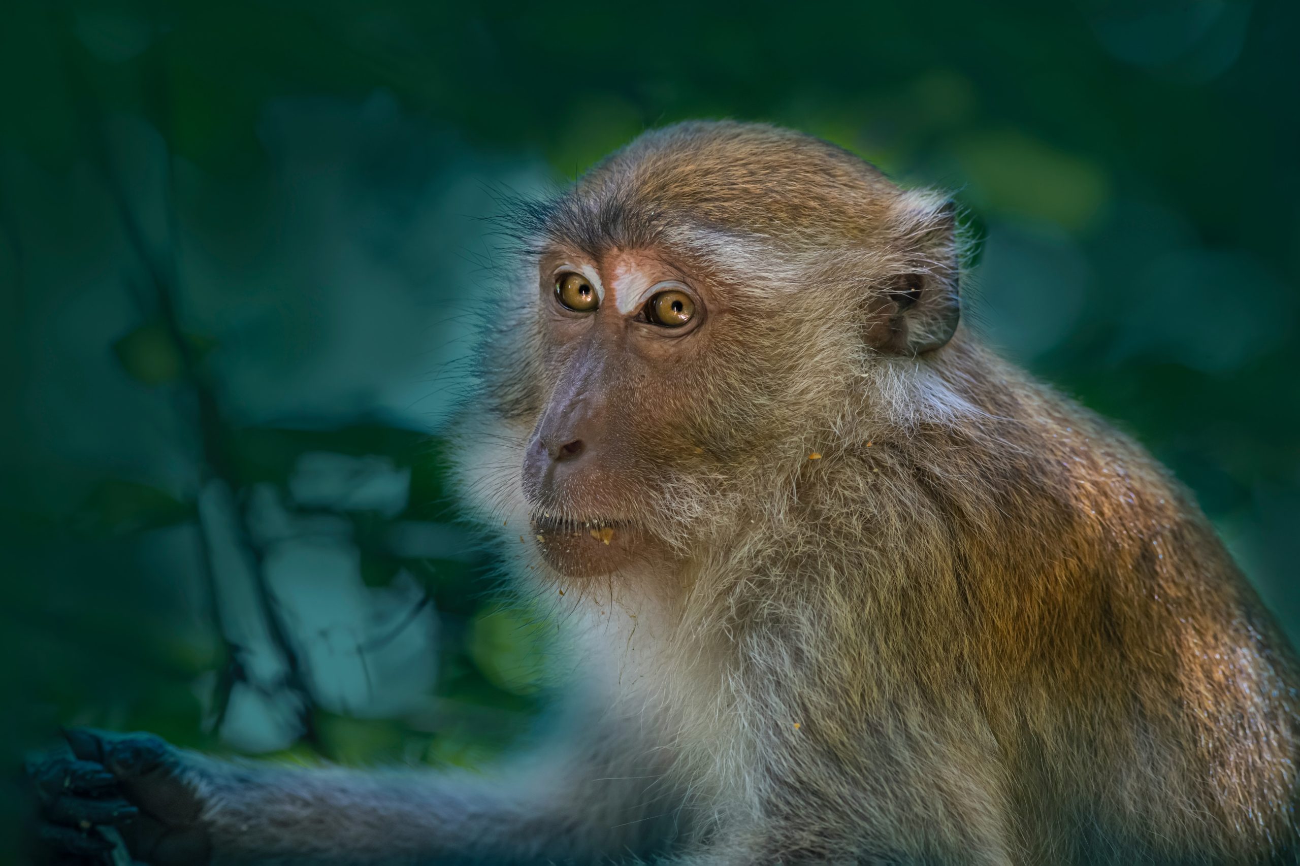 I primati non umani nella ricerca scientifica: qualche considerazione su legislazione, benessere e conservazione