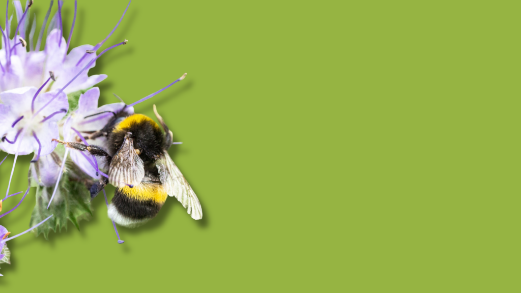un bombo su un fiore con sfondo verde uniforme