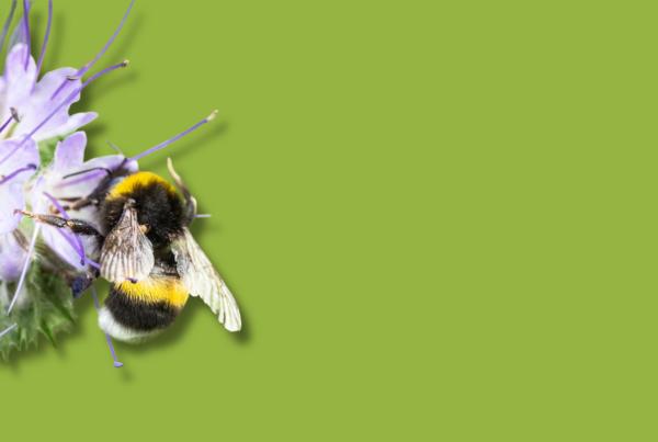 un bombo su un fiore con sfondo verde uniforme