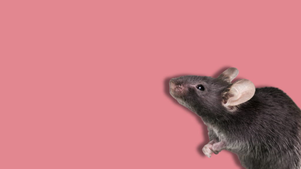 topo su sfondo rosa uniforme