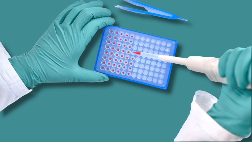 mani con guanti la laboratorio e piastra di coltura