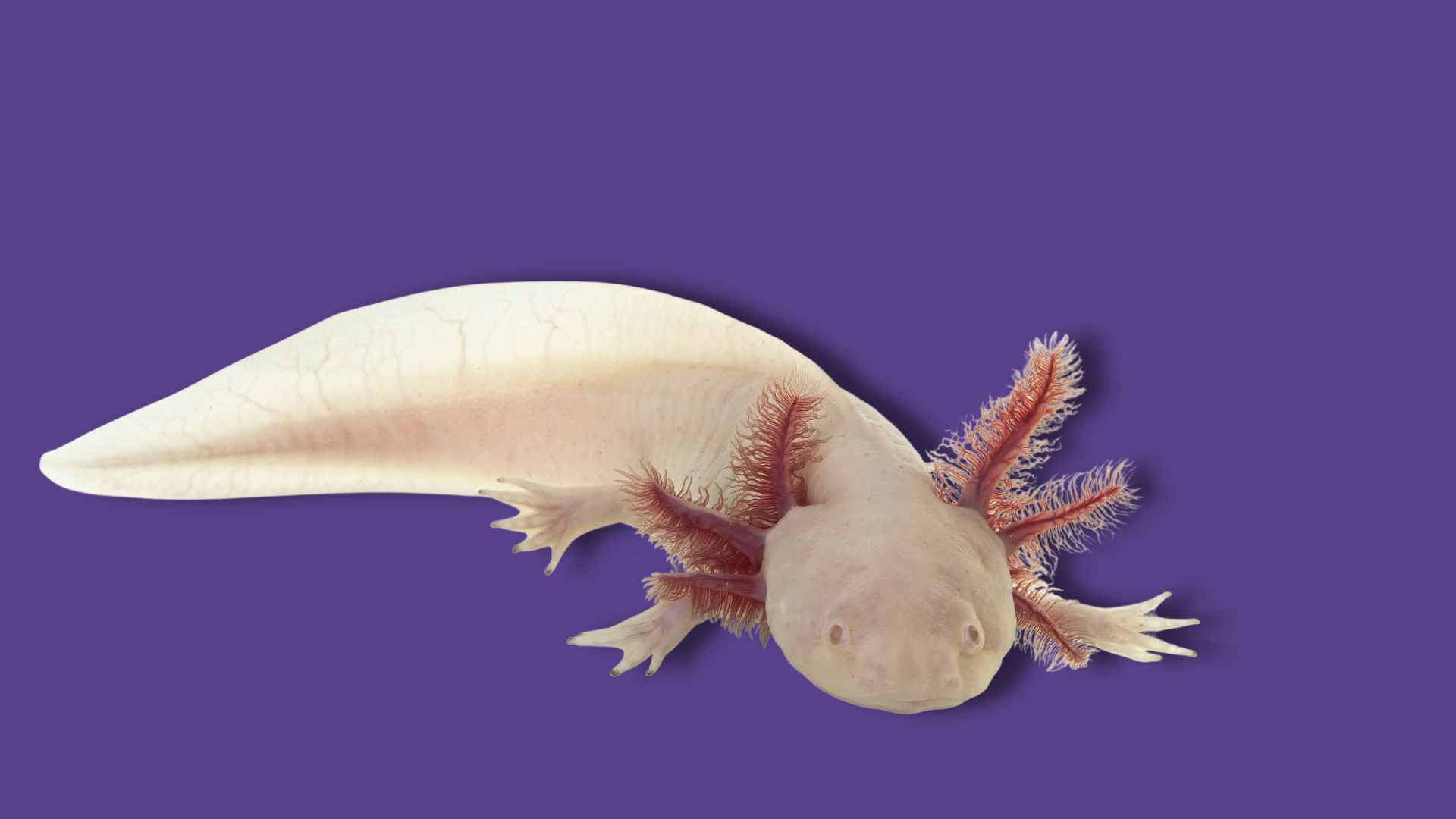 L’axolotl e il ruolo del sistema nervoso nella rigenerazione